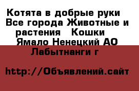 Котята в добрые руки - Все города Животные и растения » Кошки   . Ямало-Ненецкий АО,Лабытнанги г.